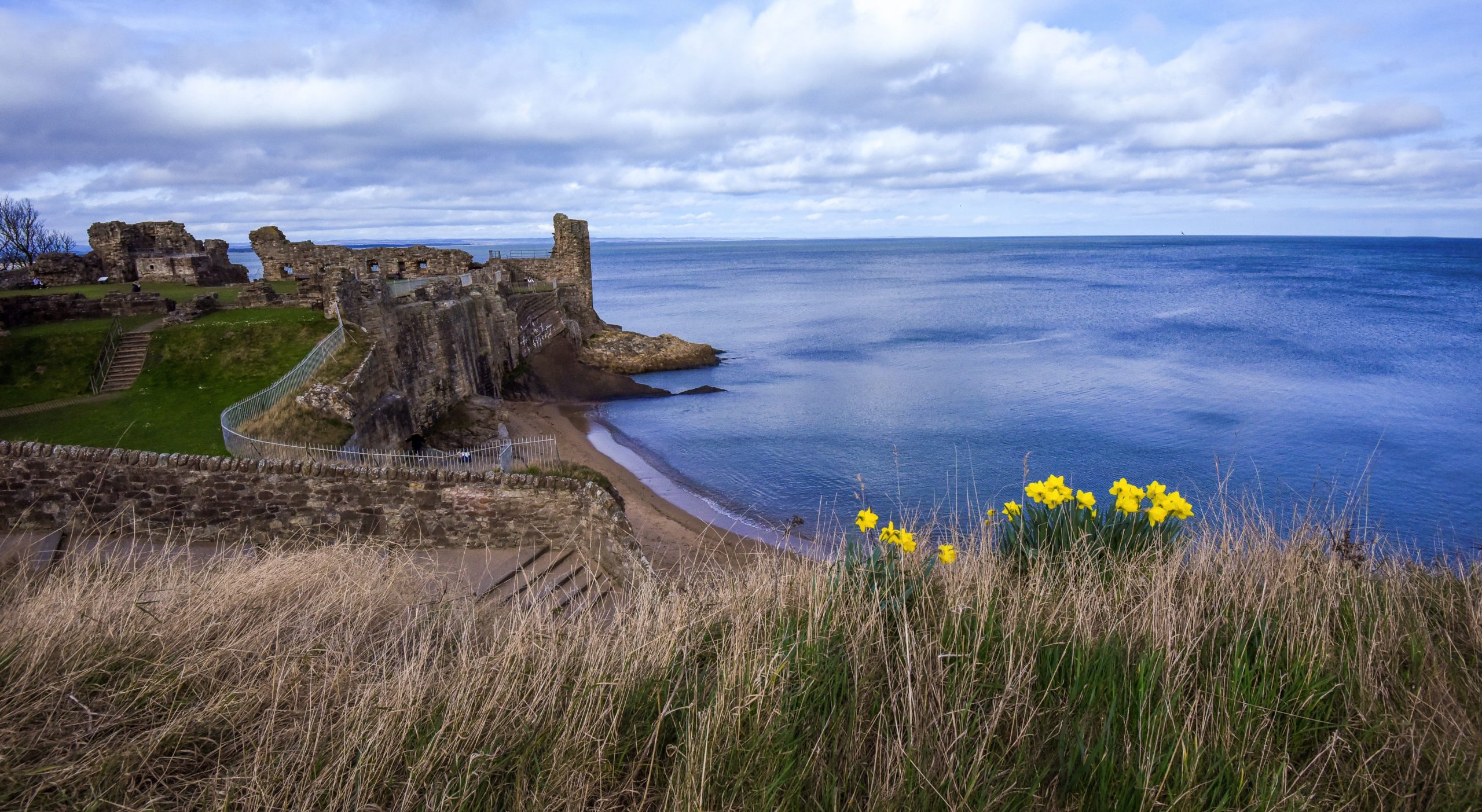 A view of St Andrews Castle ruins and the coast taken across the cliff through sea grass and daffodils.